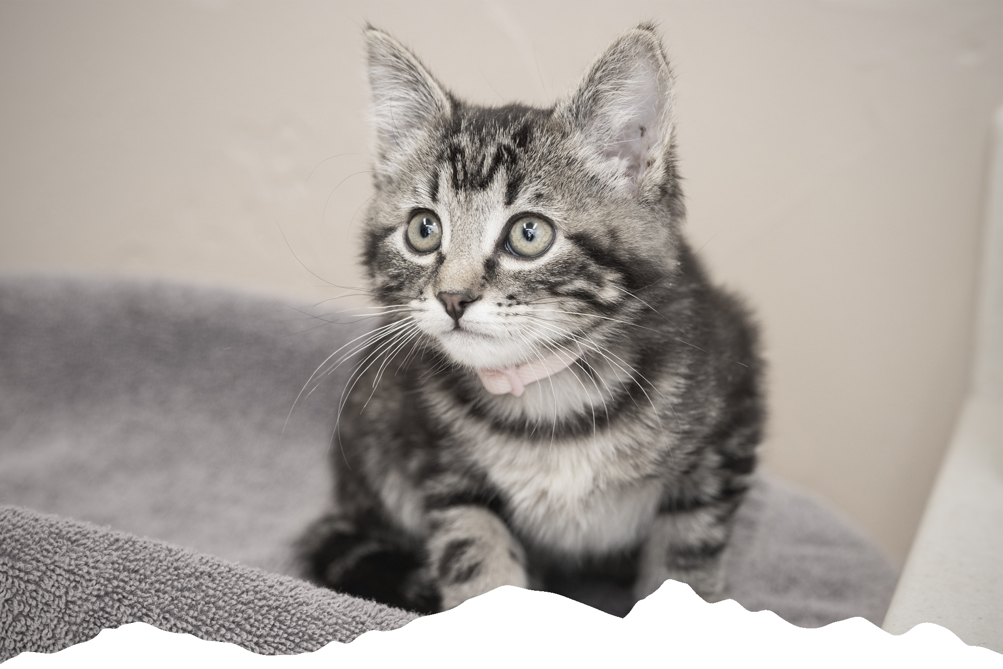 Veterinarians | San Juan Veterinary Clinic
