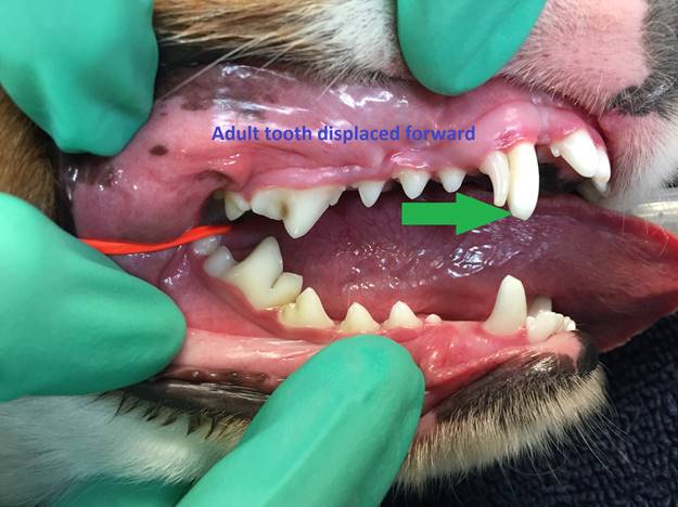 Oscar's Braces - San Juan Veterinary Clinic